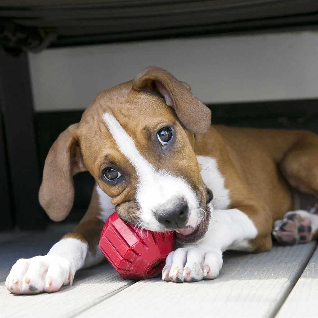 Dog Toy Y54991